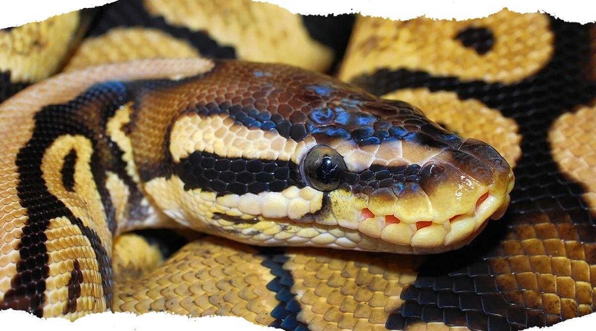The body of a woman, who worked on a plantation in Jambi province in Sumatra, was found inside a python. (Source: Pixabay/Used for representational purposes)