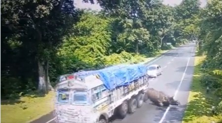Rhino hit by the truck in Haldibari. (Screengrab/Twitter/ @himantabiswa)