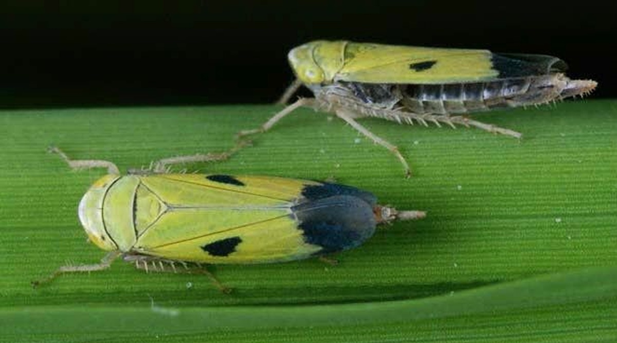 a-diwali-regular-bengal-s-tiny-leafhopper-isn-t-seen-in-big-numbers-anymore-where-have-the-shyama-poka-gone