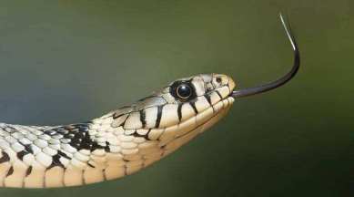 Snakes play vital role in ecosystems, humans' health > Robins Air Force  Base > Article Display