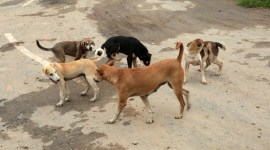 diwali stray dogs