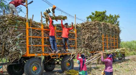 Farmers load harvested sugarcane crop on a tractor, to be transported to a sugar mill, at a village in Karad, Thursday, Oct. 27, 2022. (PTI Photo)