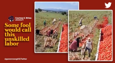 Man flings tomatoes perfectly, viral video farm worker stacking sweet potatoes, skilled farm worker packing tomatoes, viral videos Twitter, indian express