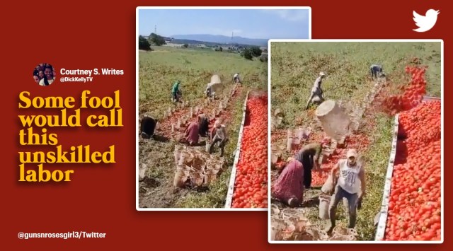 Man flings tomatoes perfectly, viral video farm worker stacking sweet potatoes, skilled farm worker packing tomatoes, viral videos Twitter, indian express
