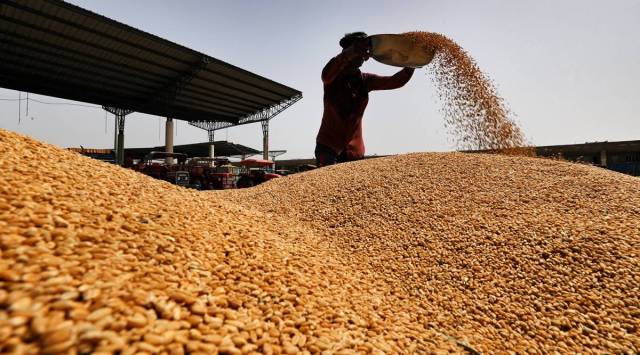 The establishment of the corridor, which allowed over 9 million tonnes of grain and oilseed commodities to be shipped from Ukrainian ports, helped to steady grain markets and curb global prices after they hit record levels. (Representational/ Express photo)