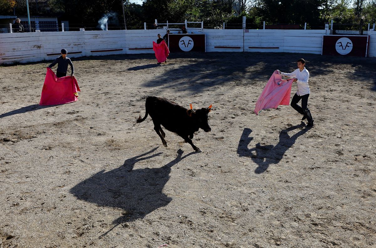 bullfighting, bullfighting history, bullfighting debate France
