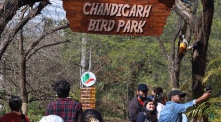 chandigarh bird park news, indian express