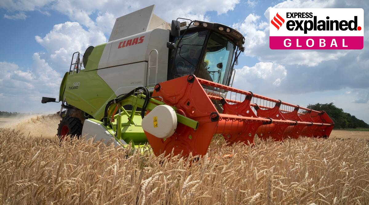 Sparse Food How Ukraine’s sparse wheat plantings are sowing further trouble for ...