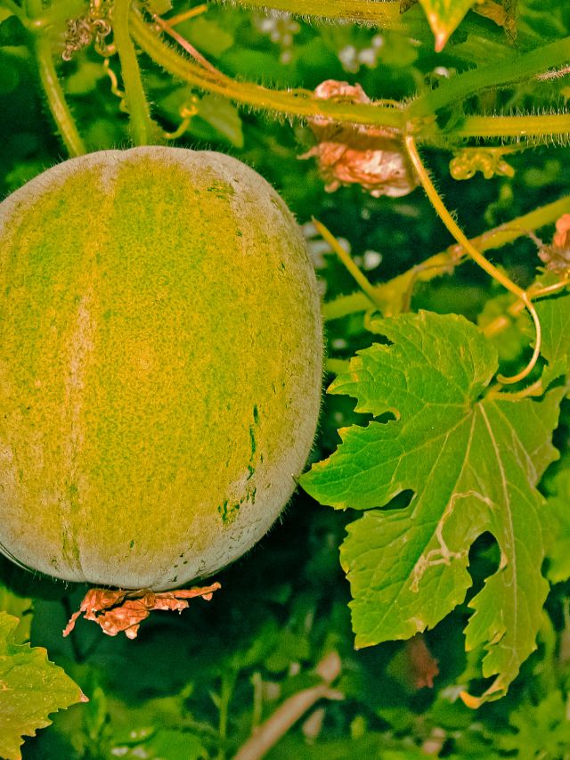 The Many Benefits Of Ash Gourds The Indian Express the-many-benefits-of-ash-gourds-the-indian-express