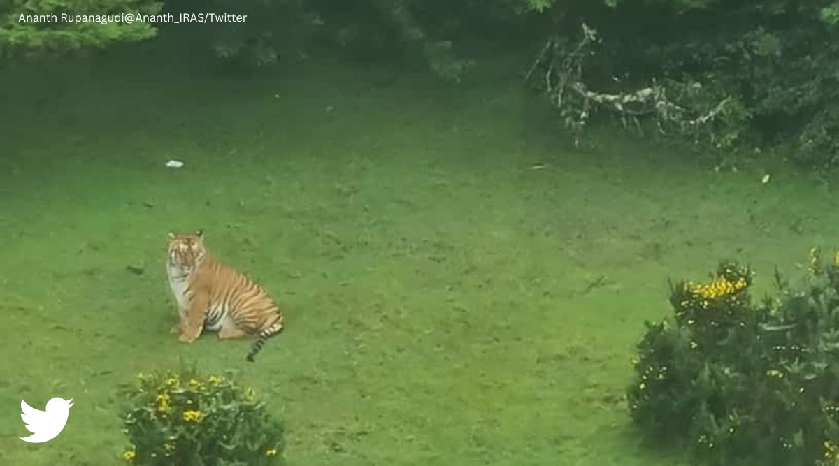 Big cat with its meal': Tiger caught on camera at golf course in Tamil Nadu's Ooty | Trending News,The Indian Express Big cat with its meal': Tiger caught on camera at golf course in Tamil Nadu's Ooty | Trending News,The Indian Express