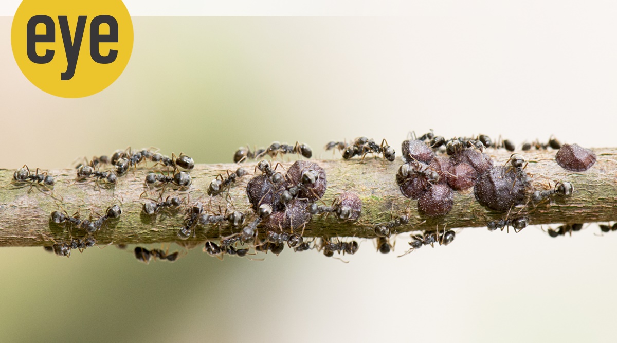 ants on stick