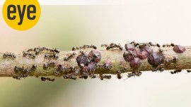 ants on stick