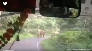 elephant charges at bus, bus reverses for 8 km, driver reverses bus for 8 km, elephant attack, kerala, indian express