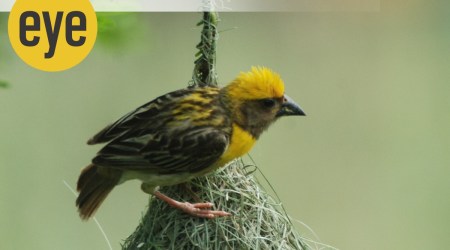 The baya-weaver is a notorious serial polygamist (Credit: Ranjit Lal)