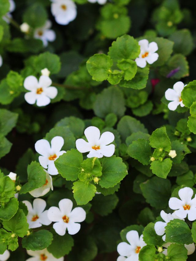 Benefits of Brahmi | The Indian Express