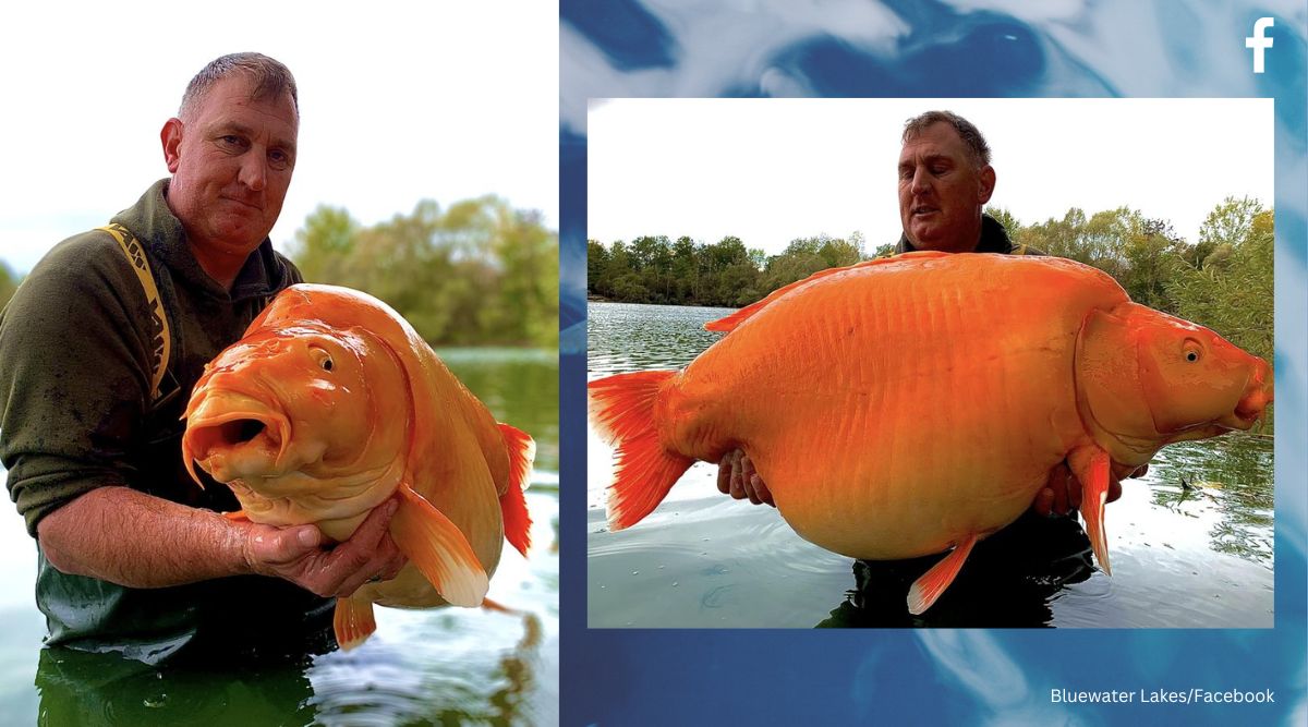 biggest goldfish in the world