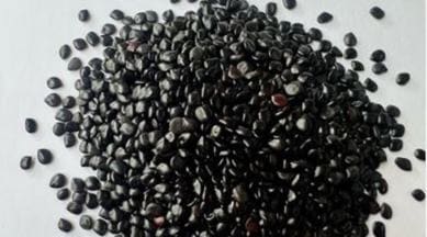 chaksu seeds, chaksu seeds benefits, chaksu seeds diabetes