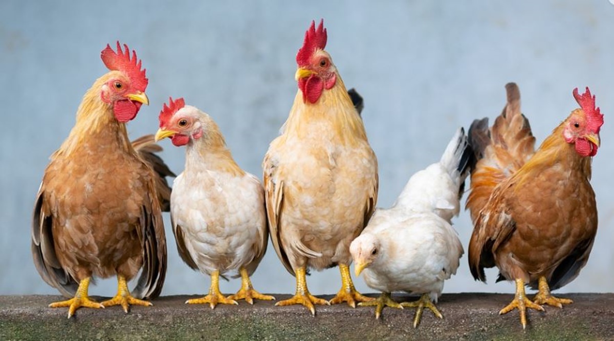 Banyard Ethics, Understanding animals