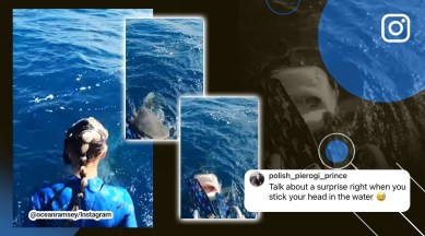 Diver escapes a tiger shark as it comes to bite her, shark, tiger shark, ocean, scuba diving, Ocean Ramsey, photographer Juan Oliphant, viral, trending, Indian Express