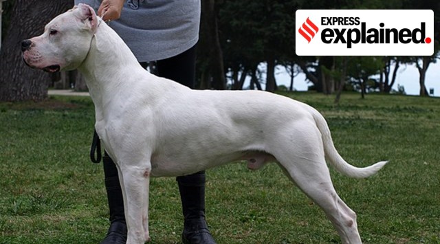 gurgaon dogs banned, gurugram dog breeds banned, gurugram dog ownership rules, dangerous dog breeds, hunting dog breeds, indian express