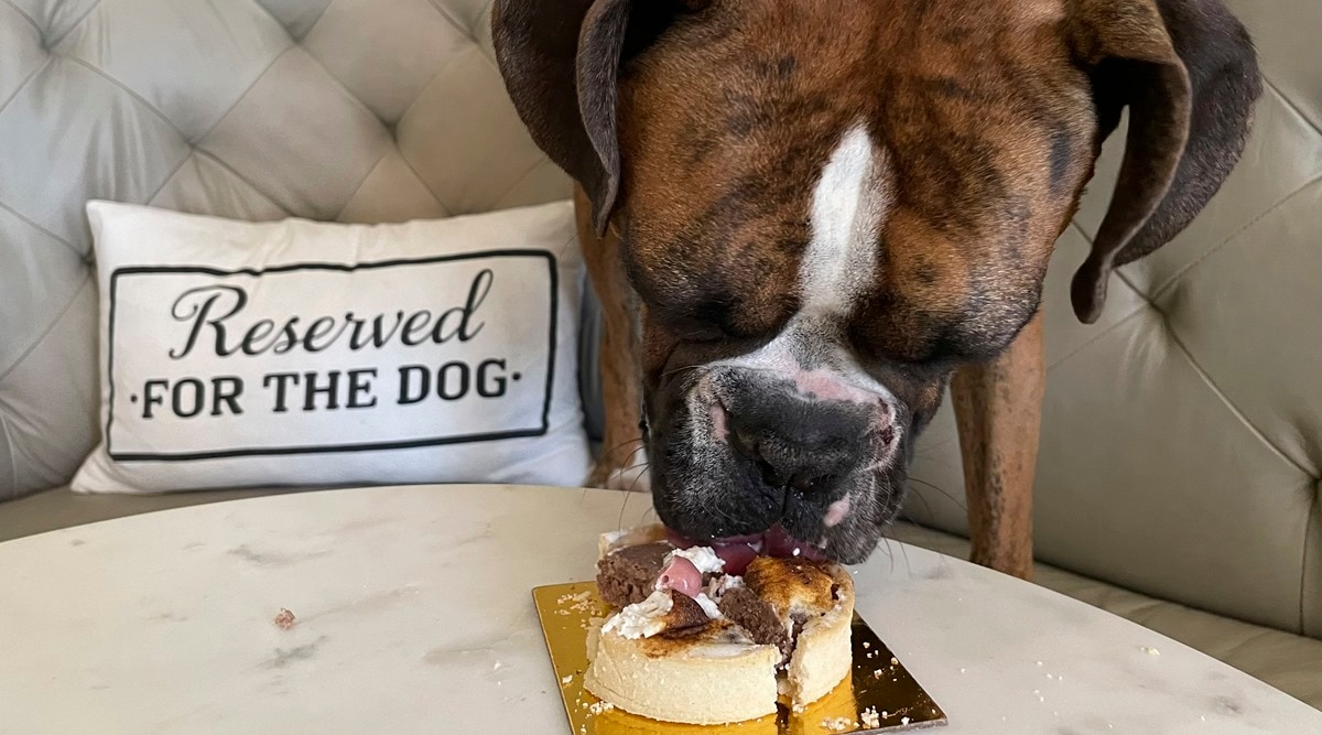 At San Francisco restaurant, pups chow on filet mignon | Life-style