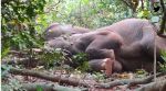 Elephant herd gets drunk consuming fermented water in Odisha forest, elephants, Odisha, mahua, viral, trending, Indian Express