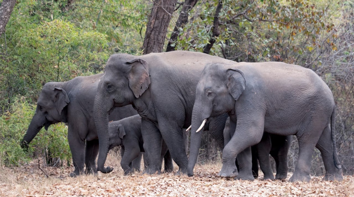 As Asiatic elephants are here to stay, Madhya Pradesh learns to co