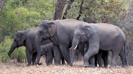 Elephant migration to MP is part of their ongoing  movement in east-central region.(Image source:  Sudhir Mishra /Asst Director Bandhavgarh)
