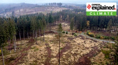 A tree stands on a cleared area in a forest of the Taunus region near Frankfurt, Germany, Tuesday, Nov. 1, 2022.