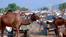 Pushkar Fair, Pushkar Fair 2022, about Pushkar Fair, what is Pushkar Fair, reaching Pushkar, how to reach Pushkar, Pushkar Fair details, Pushkar Fair itinerary, Rajasthan Tourism, indian express news