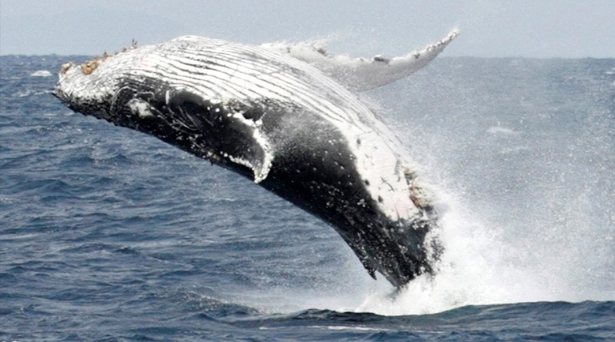 Blue whales found to swallow 10 million microplastic pieces daily ...