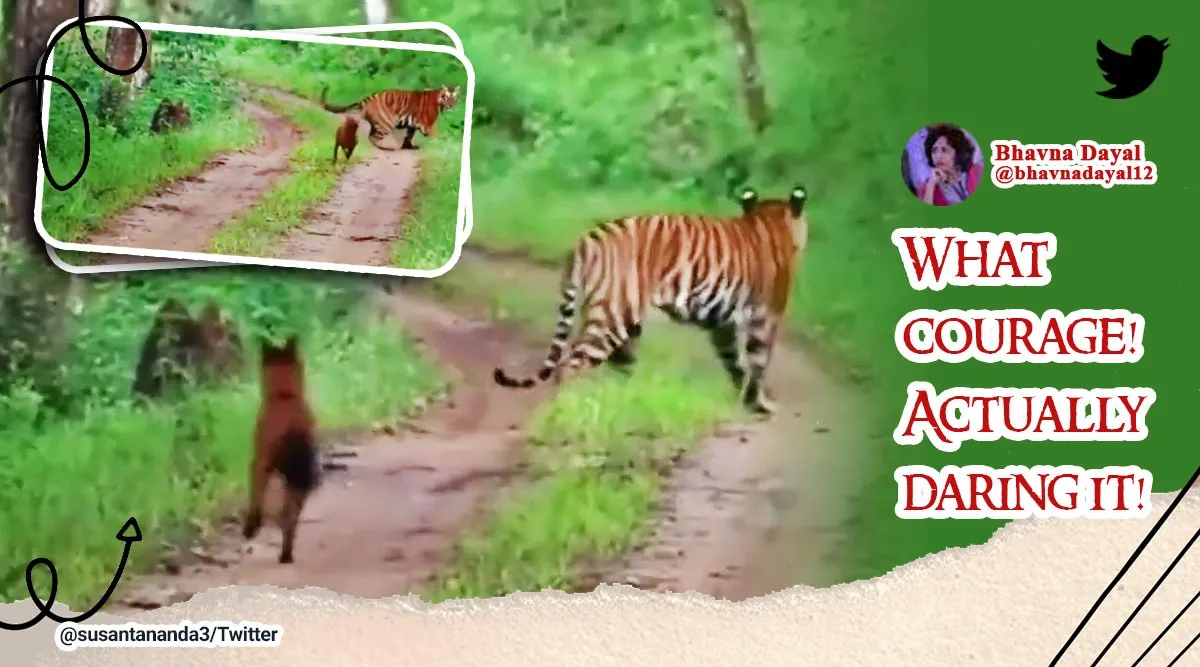 IFS officer shares fascinating clip of tiger being confronted by a ...