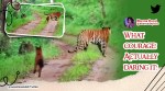 Tiger confronted by a pack of dholes, tiger, IFS officer, Susanta Nanda, Asiatic wild dog, viral, trending, Indian Express