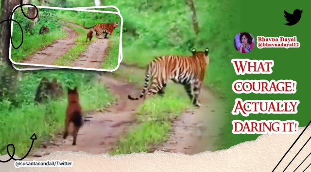 Tiger confronted by a pack of dholes, tiger, IFS officer, Susanta Nanda, Asiatic wild dog, viral, trending, Indian Express