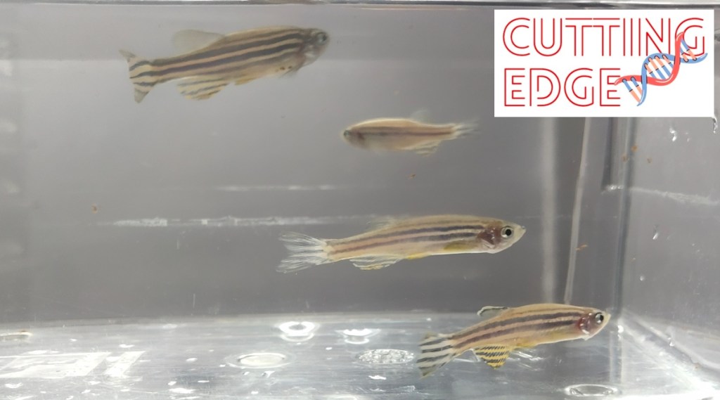 Like humans, aged zebra fish develop natural disc degeneration at the cellular level.