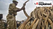 Where Does African Ivory Come From At Chelsea Elyard Blog Where Does African Ivory Come From At Chelsea Elyard Blog