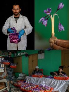 Farmers in Kashmir try growing saffron indoors