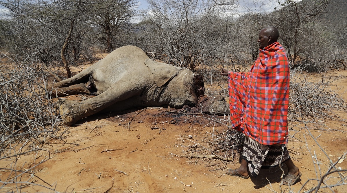 Hundreds Of Elephants, Zebras Die As Kenya Weathers Drought | World ...