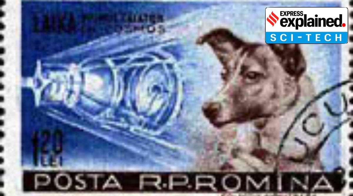 Laika was a stray dog picked up from the streets of Moscow just a week before the launch of Sputnik 2. Laika's journey was commemorated with stamps (Source: wikimediacommons)
