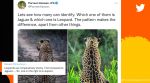 leopard or jaguar, IFS officer, Indian Forest Service, wild cats, wild animals, Twitter, forest, Parveen Kaswan, viral, trending, Indian Express