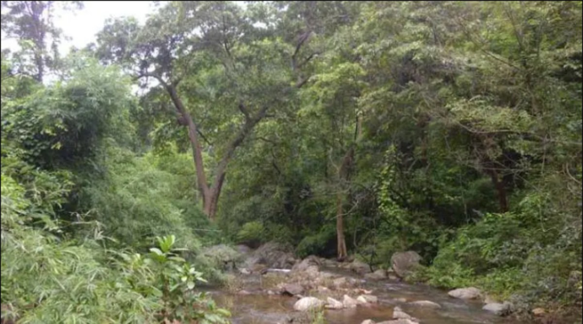 Less than 1 of forest land encroached; menace reduced by 26.9 in 10