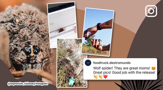 Man photographs spider he found in his house, pregnant spider, spider, Instagram, viral, trending, Indian Express
