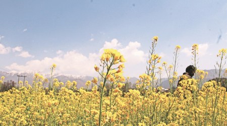 Only 1 kg 'sarson' seed is required in one acre; at PAU it was available at just Rs 250 per kg.  (File)