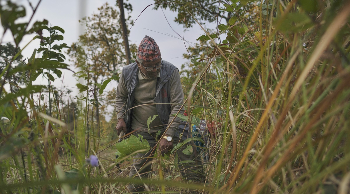 Khadga Bahadur Karki, 70, a local community forest member, clears dry twigs to prevent the forest from catching fire in Khairahani, Nepal, March 3, 2022. (Karan Deep Singh/The New York Times)
