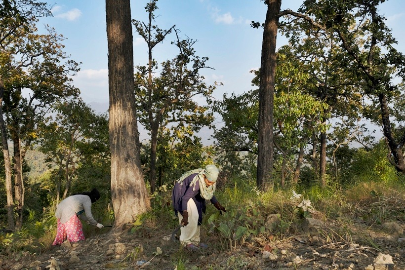 As Its Trees Come Back, Nepal Notches A Victory Against Deforestation ...