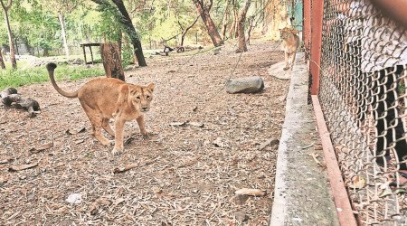SGNP gets pair of lions from zoo in Gujarat under exchange programme