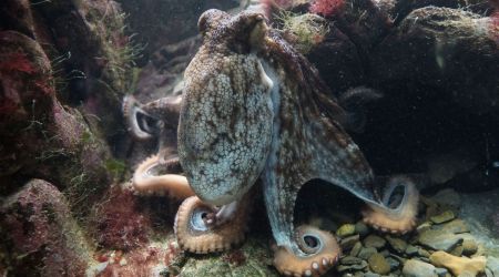 Researchers investigate the secret to Octopus intelligence
