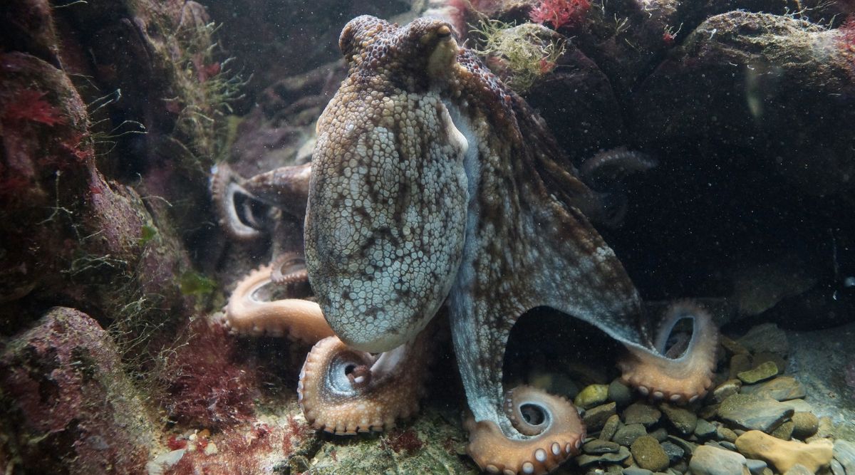 Octopus intelligence