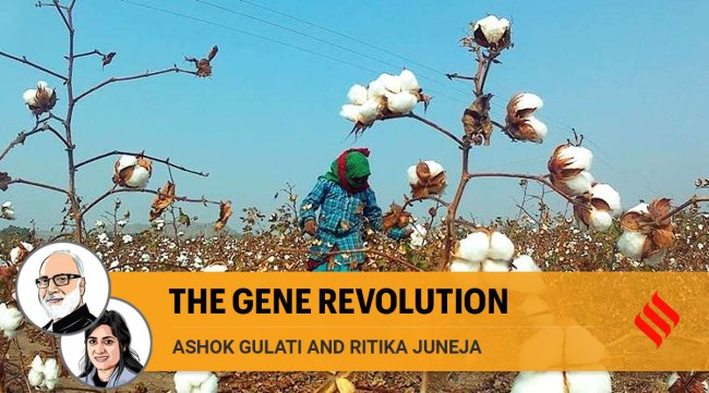 The success of Bt cotton holds many lessons for policymakers but it is not free from controversy and debate.