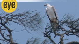 P1120358 Whitebellied sea eagle ranjit lal